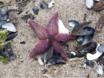 Impressionen am Strand nach einer strmischer Nacht